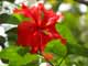 Thailand, Phuket, Chalong Bay, Koh Lone, Baan Mai Resort, Flowers