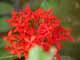 Thailand, Phuket, Chalong Bay, Koh Lone, Baan Mai Resort, Flowers