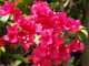 Thailand, Phuket, Chalong Bay, Koh Lone, Baan Mai Resort, Flowers