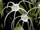 Thailand, Phuket, Chalong Bay, Koh Lone, Baan Mai Resort, Flowers