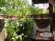 Thailand, Phuket, Chalong Bay, Koh Lone, Baan Mai Resort, Bungalow