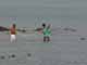 Thailand, Phuket, Chalong Bay, Koh Lone, Baan Mai Resort, Moslem Village on Koh Lone Island