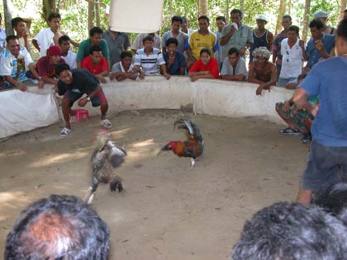 Thailand, Phuket, Chalong Bay, Koh Lone, Baan Mai Resort, Cockfight 