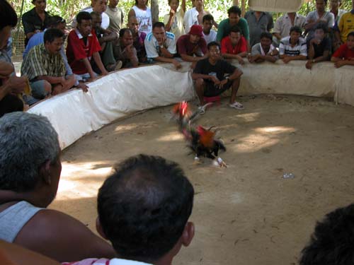 Thailand, Phuket, Chalong Bay, Koh Lone, Baan Mai Resort, Cockfight 