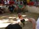 Thailand, Phuket, Chalong Bay, Koh Lone, Baan Mai Resort, Cockfight 