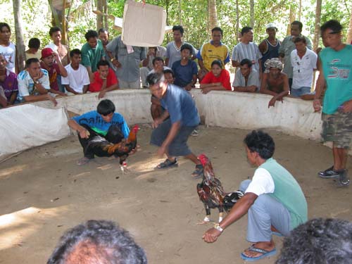 Thailand, Phuket, Chalong Bay, Koh Lone, Baan Mai Resort, Cockfight 