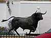 Andalusien Ronda Stierkampfarena Plaza de Toros Wei&szlig;e D&ouml;rfer in Andalusien- Sevilla Hotel  Fotos Fotoimpressionen, Fotogallerie Parador  in Andalusien