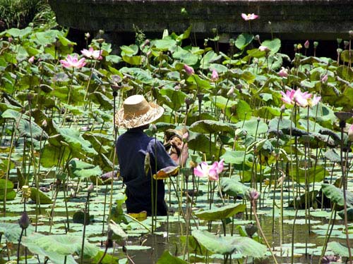 Ubud -  Pura Taman Kemude Saraswati - Dieser Tempel an einem idyllischen von Lotosbl&uuml;ten bedeckten Teich ist der G&ouml;ttin der Weisheit, der Wissenschaft und der Kunst, vor allem der Literatur geweiht. Am Saraswati-Tag ist der Tempel Pilgerziel von Sch&uuml;lern und Studenten. Sie danken dann Dewi Saraswati dafr&uuml;, da&szlig; sie ihnen die M&ouml;glichkeit gibt, zu lernen und zu studieren