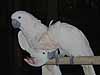 Taman Burung  Bali Bird Park, Fotos Bali