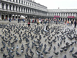 Plazza San Marco mit einigen der prachtvollsten Bauten Venedigs