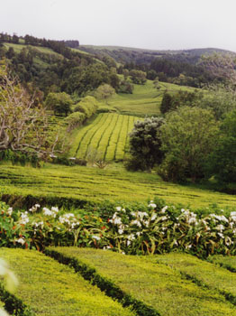 São Miguel, Azoren, Gorreana, Teeplantage in Europa
