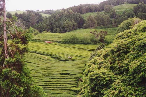 São Miguel, Azoren, Gorreana, Teeplantage in Europa