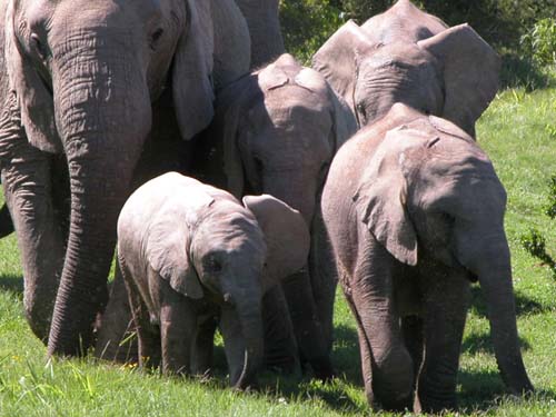 Safari auf der Garden Route in Addo Elephant Park