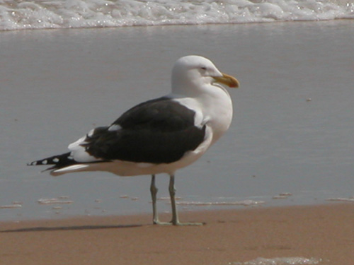 Wilderness Beach auf der Garden Route 