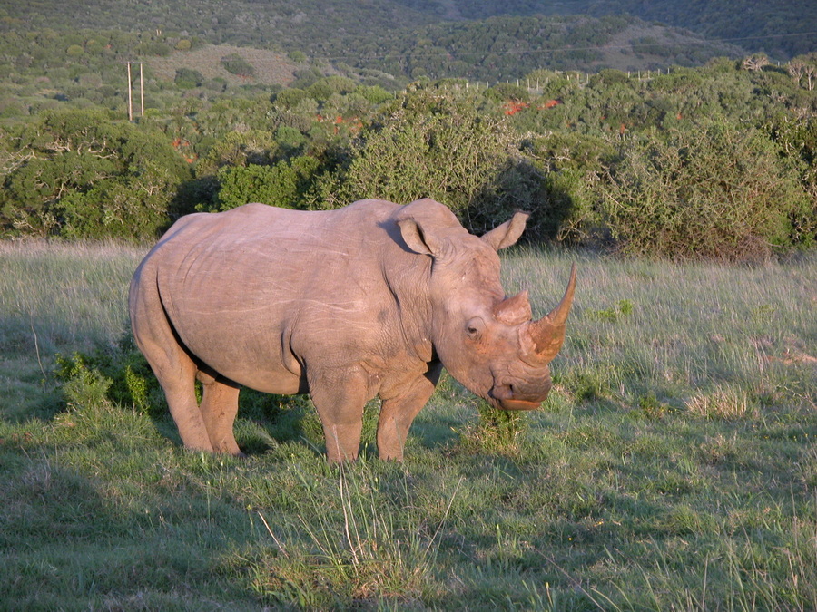 Shamwari Game Reserve - Südafrika - Safari auf der Garden Route