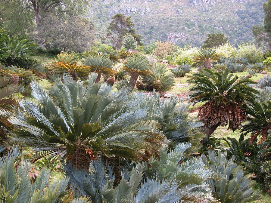 Kirstenbosch National Botanical Garden - Kapstadt - Südafrika