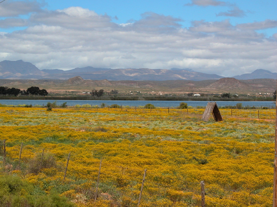 Oudtshoorn in der kleinen Karoo - Südafrika