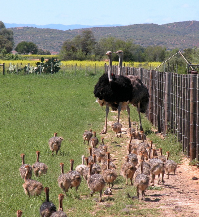 Straußenfarm in Oudtshoorn - Südafrika