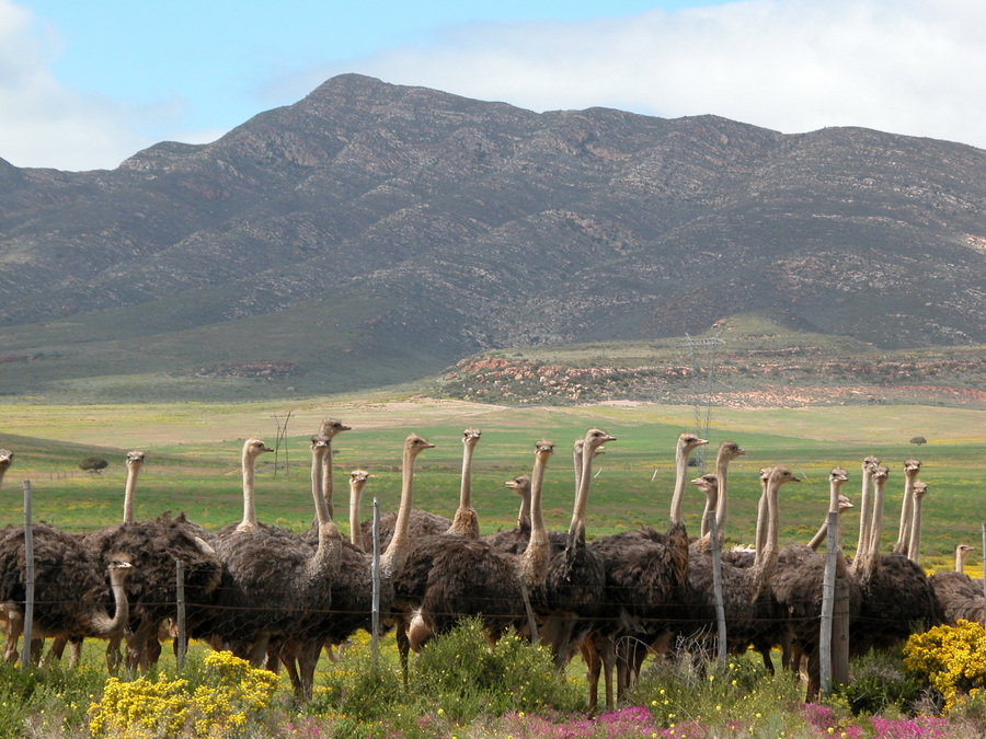 Urlaub in Südafrika - Wilderness auf der Garden Route - Gästehaus in toller Lage