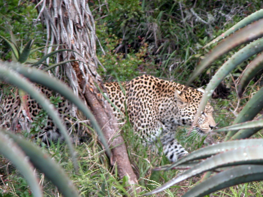 Shamwari Game Reserve - Südafrika - Safari auf der Garden Route