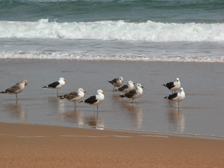 Wilderness - Garden Route in Südafrika - Gästehaus am Strand