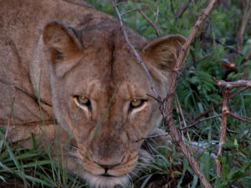 Südafrika, KwaZulu Natal, Safari, Hluhluwe und Umfolozi, St. Lucia und  Sodwana