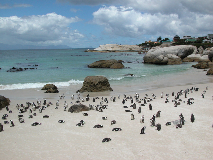 Boulders Beach - Kolonie afrikanischer Pinguine, 1 km von Simon's Town entfernt - Kapstadt - Südafrika 