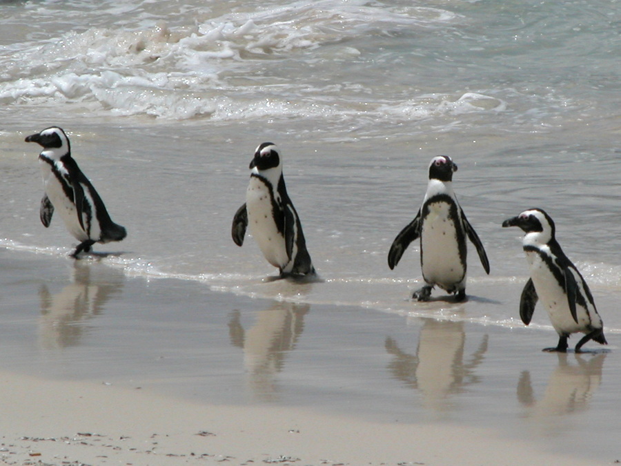 Boulders Beach - Kolonie afrikanischer Pinguine, 1 km von Simon's Town entfernt - Kapstadt - Südafrika 