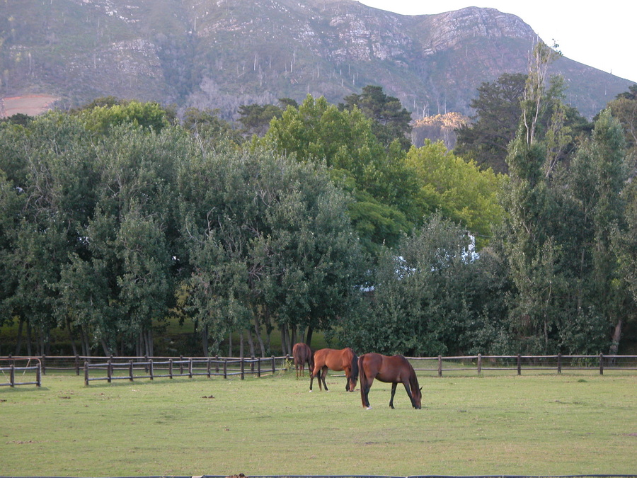 Constantia Valley in Kapstadt - die ältesten Weingüter des Kaps - Südafrika 