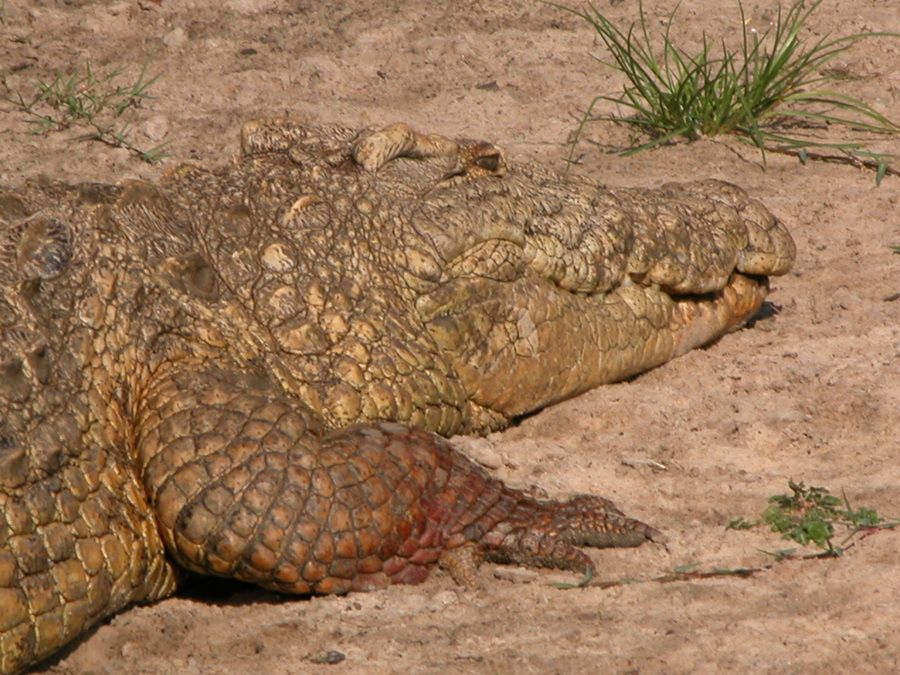 Bootstour im iSimangaliso Wetland Park - S¨dafrika