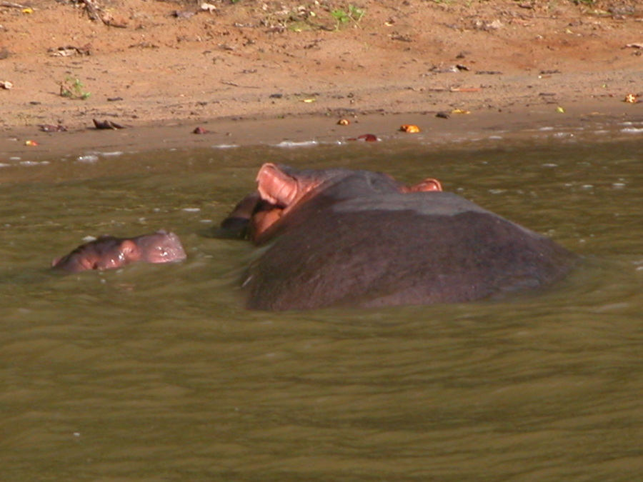 Bootstour im iSimangaliso Wetland Park - S¨dafrika