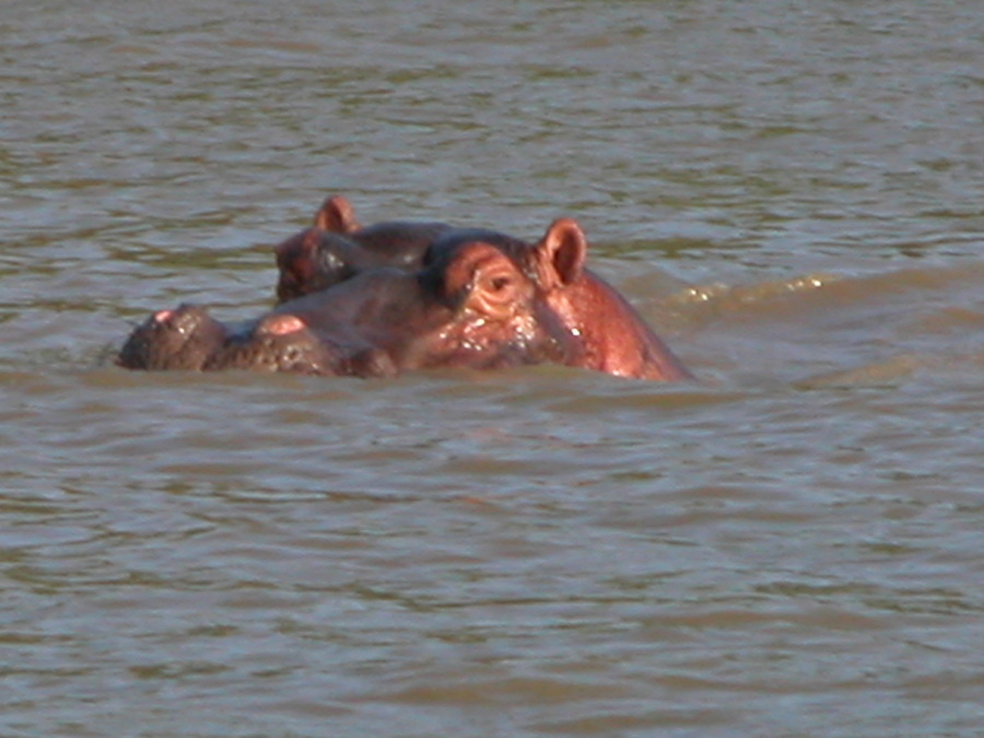 Bootstour im iSimangaliso Wetland Park - S¨dafrika