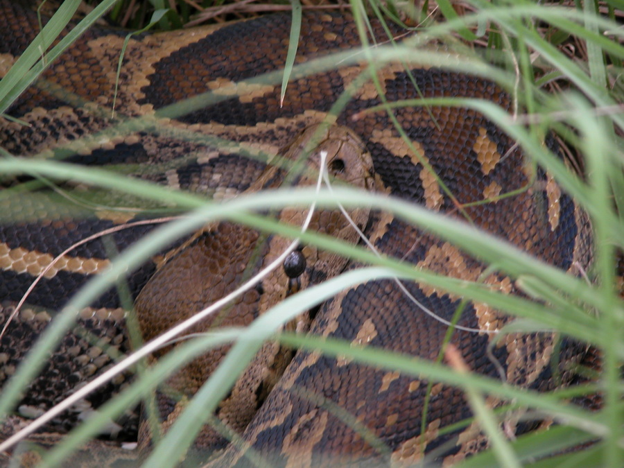 Schlange - gesehen bei Reitsafari in KwaZuluNatal Midlands - Südafrika
