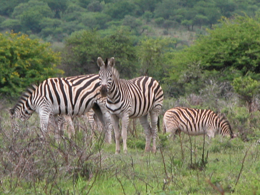 Giraffen auf einer Reitsafari in KwaZuluNatal Midlands in Südafrika