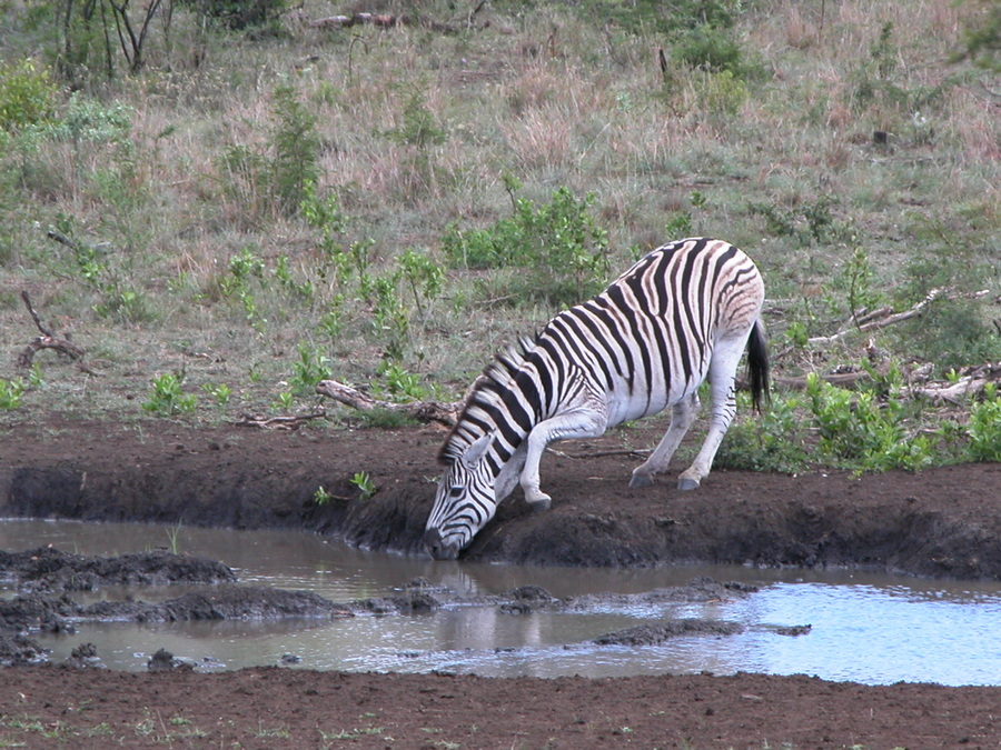 Zebra in Hluhluwe Game Reserve
