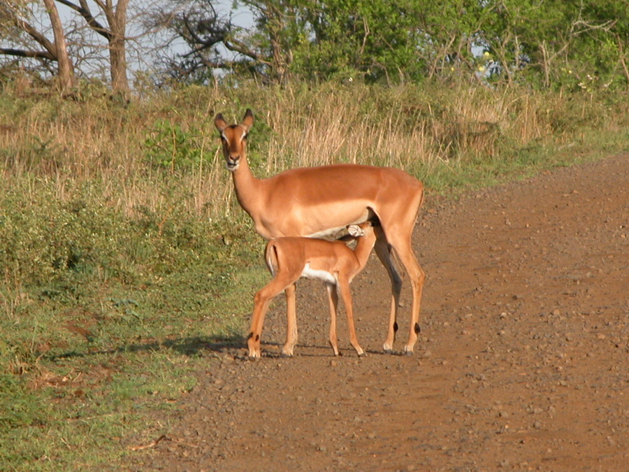 Impala in Hluhluwe Game Reserve - Südafrika