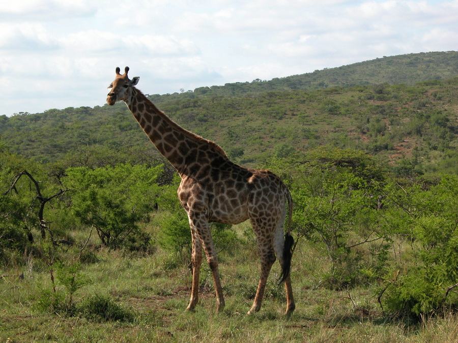 Giraffe in Hluhluwe Game Reserve