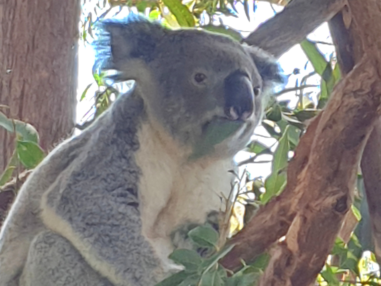 Australien - Ostküste: von Sydney bis Brisbaine