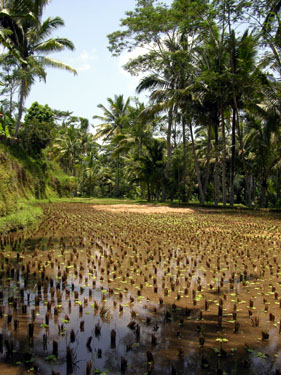Ubud - Wanderung zwischen Reisfeldern