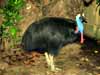 Taman Burung  Bali Bird Park, Fotos Bali