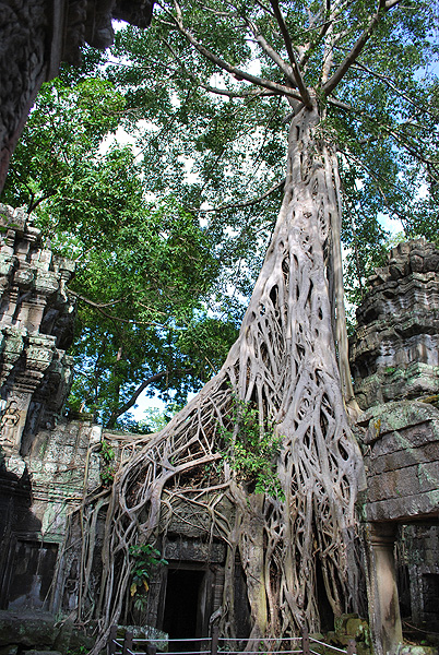 Siem Reap Kambodscha