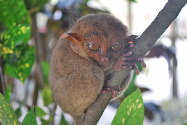 Bohol Tarsier 