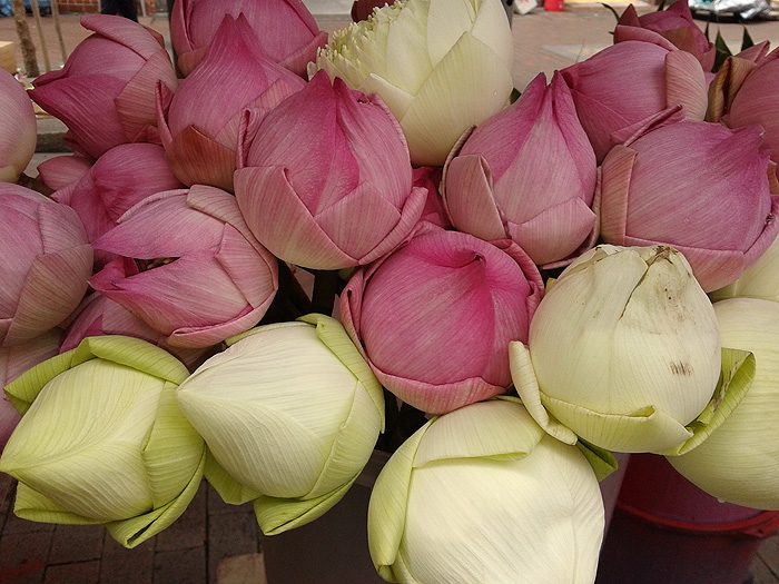 Singapur - Little India - Lotus Blumen zum Verkauf