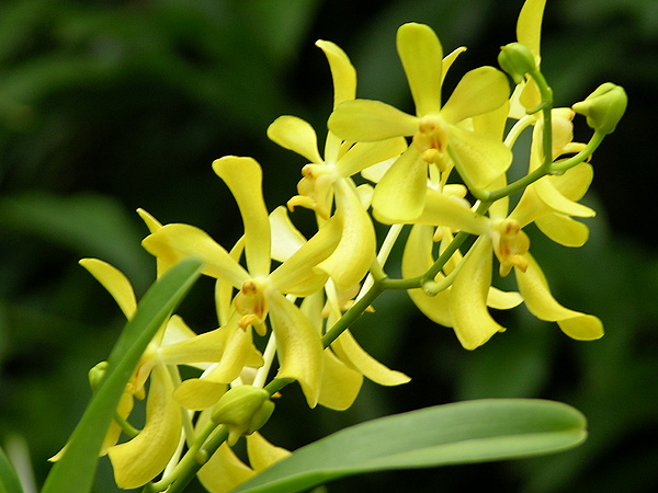 Singapore Botanic Gardens - Vor allem die Orchideenfarm ist beeindruckend