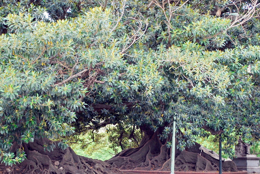 Park mit riesigen Gummibäumen