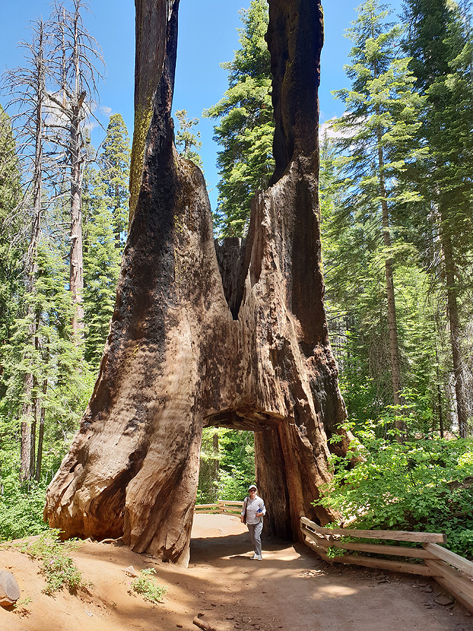 Tagesauflug zum Yosemite Nationalpark