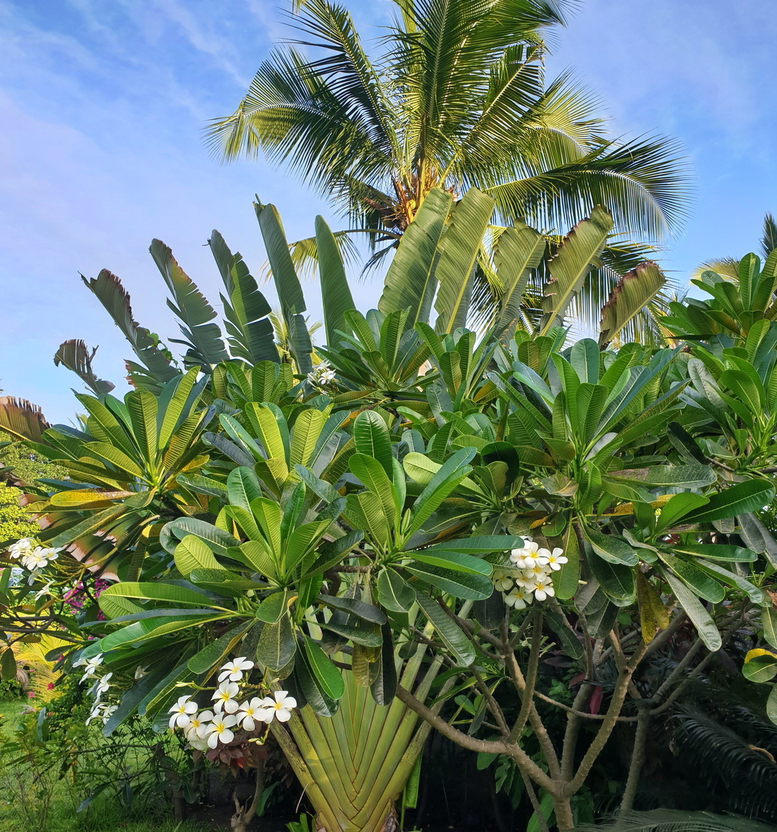 Flores Maumere Hotel